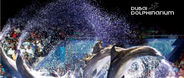 1-Hour Dubai Dolphinarium Entry Ticket with Dolphin and Seal Shows