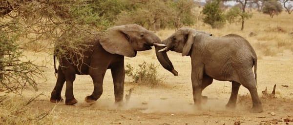 4-Day Mount Meru Summit Trek in Tanzania with Wildlife Views
