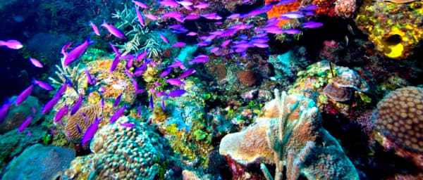 8-Hour Snorkeling Trip to Tiran Island with Blue Laguna Cruise