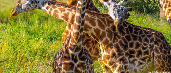 3-Day Arusha Wildlife and Culture Tour with Napuru Waterfall