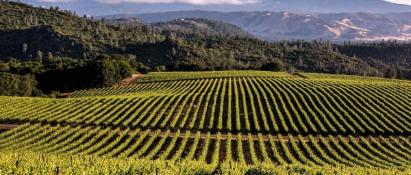 3-Hour Private Wine Tour in Lodi with a Designated Driver