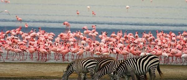 3-Day Safari Tour of Lake Manyara, Ngorongoro and Tarangire