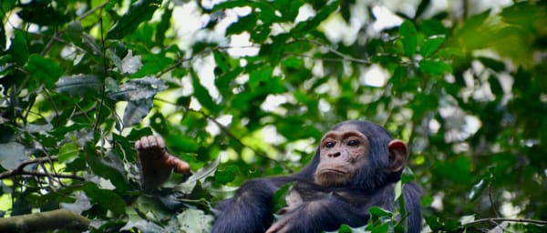 7-Day Gorilla and Chimpanzee Trekking Safari in Uganda