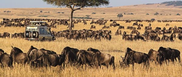 3-Day Maasai Mara Safari from Nairobi with Camping and Big Five