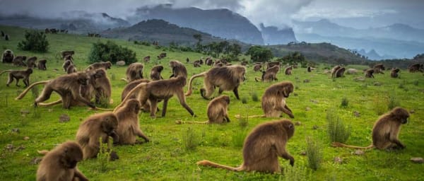 8-Day Simien Mountains Trek with Ras Dashen Summit and Wildlife