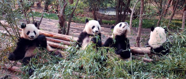 2-Day Chengdu Highlights Tour with Pandas and Leshan Giant Buddha