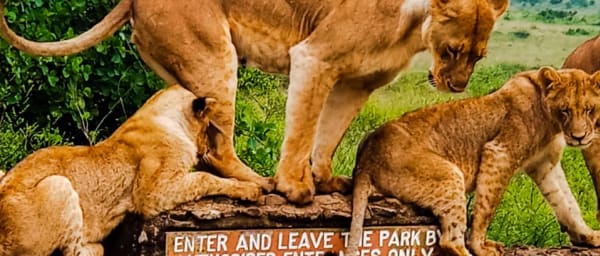 Full-Day Nairobi Safari Tour with Elephant Orphanage and Giraffe Centre