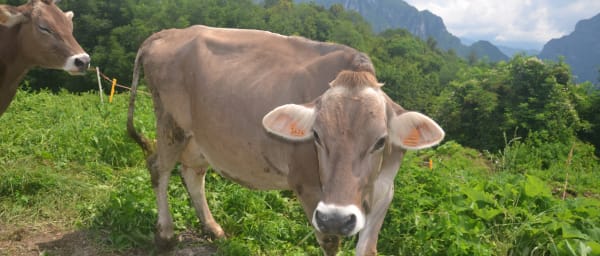 6-Hour Cheese Tasting and San Pellegrino Tour from Bergamo