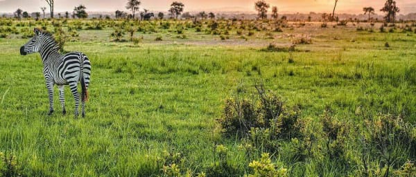 5-Day Tanzania Wildlife Safari through Ngorongoro, Serengeti and Tarangire