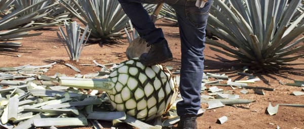 6-Hour Tequila Tour from Guadalajara with La Rojeña and Agave Fields