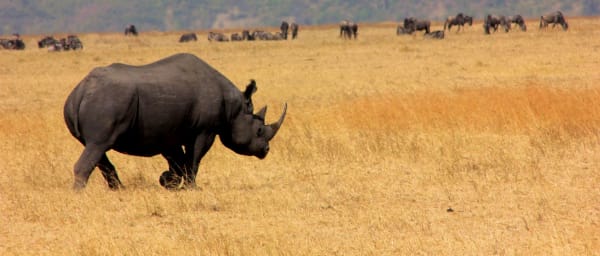 1-Day Ngorongoro Crater Safari with Wildlife and Bird Watching