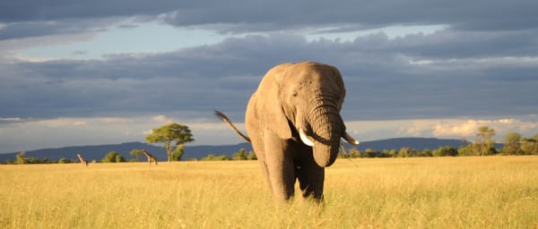 6-Day Tanzania Wildlife Safari with Serengeti and Ngorongoro