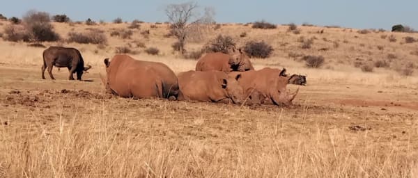 5-Hour Bothongo Rhino and Lion Reserve Tour with Wonder Caves