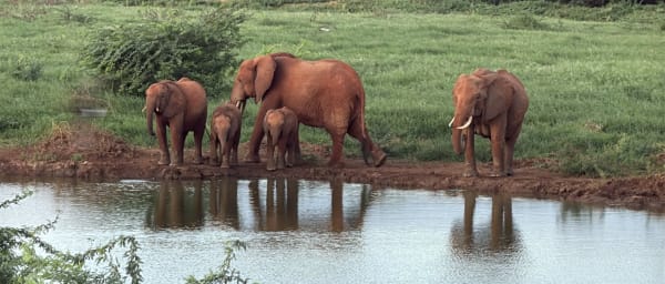 2-Day Tsavo East National Park Safari from Mombasa or Diani