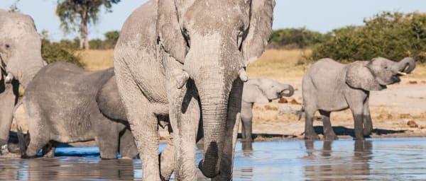 1-Day Chobe National Park Wildlife Tour from Victoria Falls