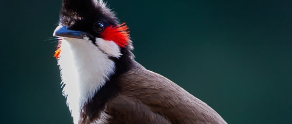 1-Day Birdwatching Tour in Kuala Lumpur with Forest Bird Spotting
