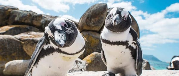 8-Hour Cape Peninsula Tour from Cape Town with Penguins and Cape Point
