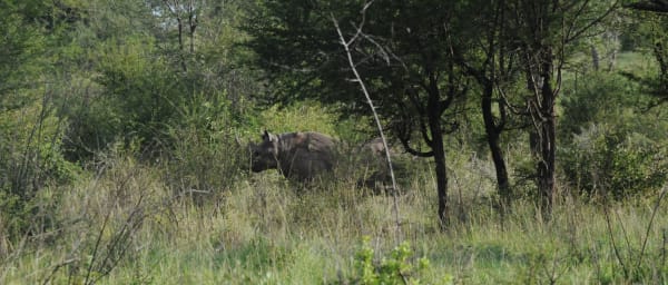 4-Day Julius Nyerere Safari from Dar es Salaam with Fly Camping