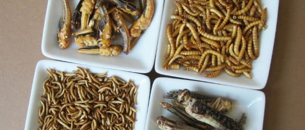 3-Hour Edible Insect Lunch Experience in Oslo at Mathallen