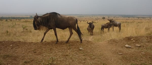 4-Day Lake Nakuru and Masai Mara Safari with Big Five Game Drives