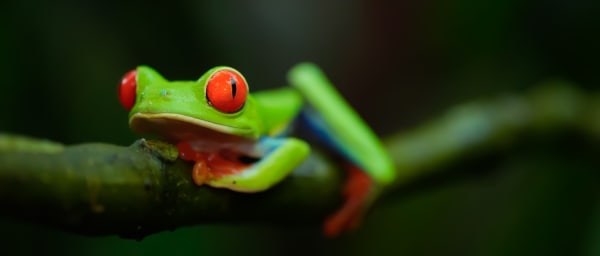 4-Hour Monteverde Hanging Bridges and Zip Line Cloud Forest Tour