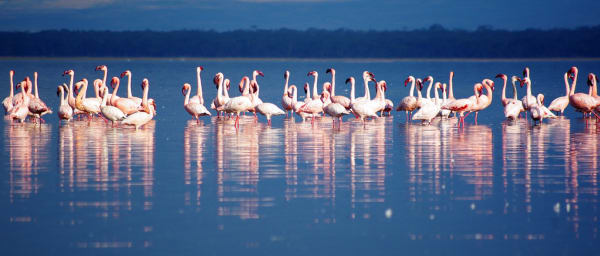 7-Day Kenya Wildlife Safari through Samburu, Nakuru, Naivasha and Mara