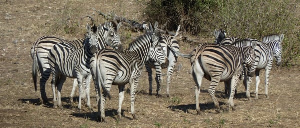 6-Day Botswana Safari to Okavango Delta and Makgadikgadi Pans