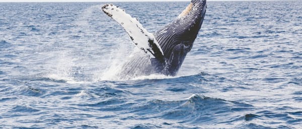 10-Hour Whale Watching Tour in Hermanus with Old Harbour Museum