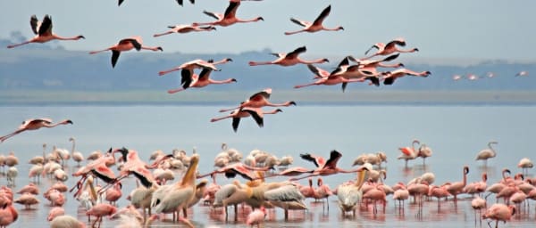 7-Day Wildlife Safari in Samburu, Nakuru and Masai Mara