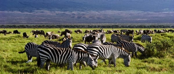 12-Day Kenya and Tanzania Wildlife Safari with Serengeti and Amboseli