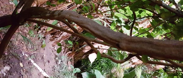 4-Hour Ayahuasca Ceremony Tour in Manaus with a Brazilian Shaman