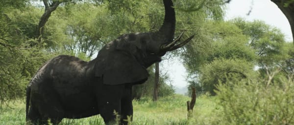 3-Day Tanzania Safari to Tarangire, Ngorongoro Crater and Lake Manyara