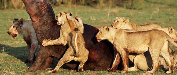5-Day Northern Tanzania Safari with Serengeti and Ngorongoro Crater