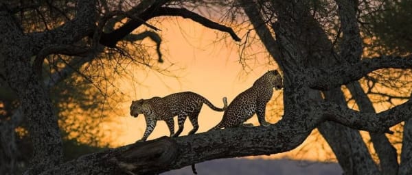 6-Day Tanzania Wildlife Safari through Serengeti and Ngorongoro