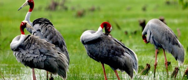 3-Day Mekong Delta Wetlands Tour with Tram Chim National Park