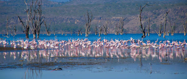 1-Day Lake Nakuru Wildlife Safari with Flamingo Viewing