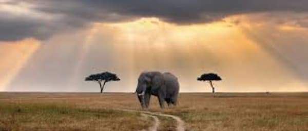 3-Day Masai Mara Budget Safari from Nairobi with Big Five Game Drives