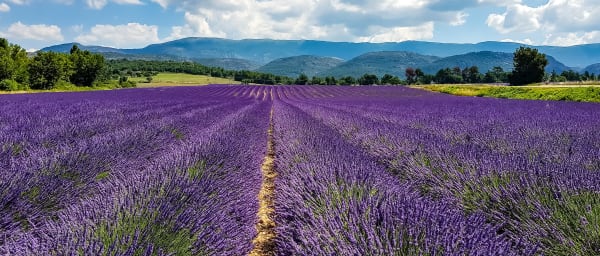 9-Hour Lavender Fields Tour of Provence with Valensole and Villages