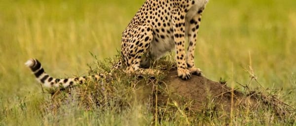 7-Day Tanzania Budget Safari with Serengeti Migration at Kogatende