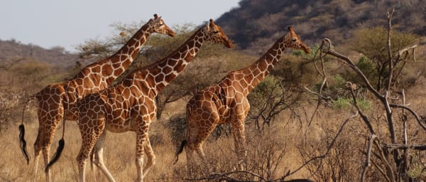 3-Day Masai Mara Safari from Nairobi with Big Five Game Drives