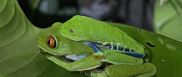 3-Hour Night Walk in Manuel Antonio with Wildlife and Birdwatching