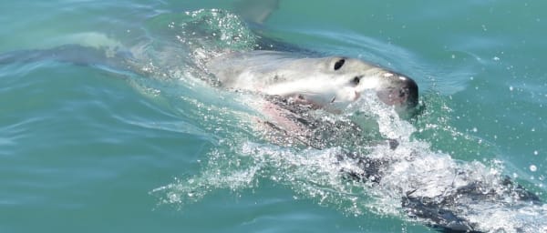 1-Day Shark Cage Diving Tour from Cape Town with Gansbaai Harbour
