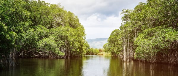 9-Hour Black River, YS Falls and Pelican Bar Tour in Jamaica