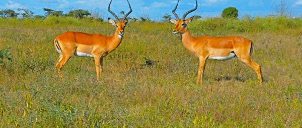 7-Day Northern Kenya Safari with Samburu, Ol Pejeta and Aberdare