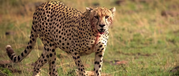 4-Day Luxury Family Safari in Serengeti with Private Villa Stay