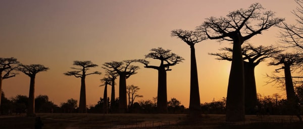 8-Day Madagascar Wildlife Tour with Andasibe, Kirindy and Baobab Avenue