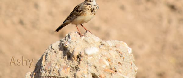 8-Hour Fayoum Oasis Birdwatching Tour from Cairo with Private Boats