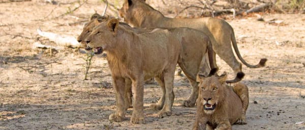 12-Hour Pilanesberg National Park Safari with Big Five Wildlife