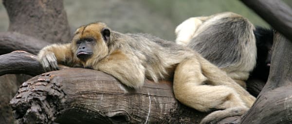 1-Day Black Howler Monkey Sanctuary Tour from Belize City