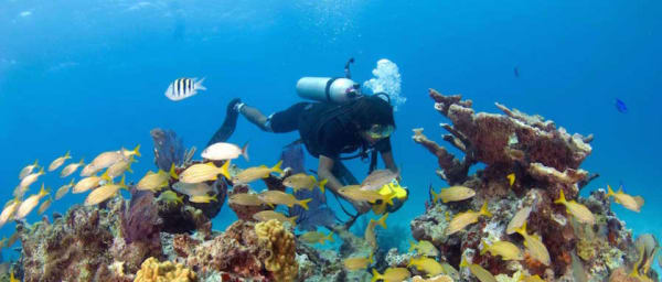 5-Hour Scuba Diving Tour in Riviera Maya with Cenote and Reef Dives